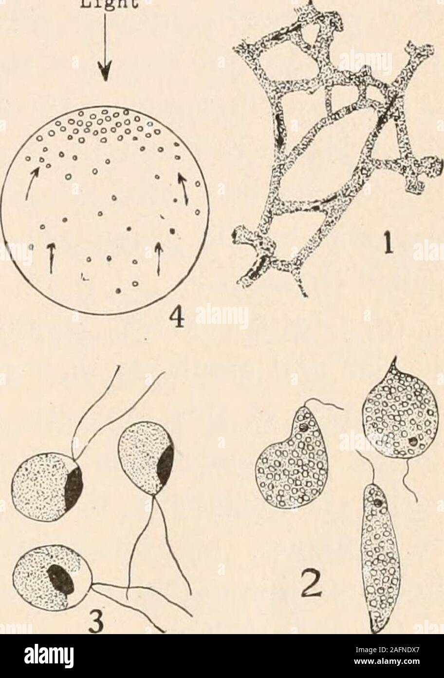 . Plant anatomy from the standpoint of the development and functions of the tissues, and handbook of micro-technic. expansion, resulting inmarked change of form inEuglena and plasmodia, and inthe thrashing back and forth ofthe cilia of swarm spores; andthe circulation and rotation ofthe cytoplasm spoken of above isprobably caused by contractionand expansion in its differentparts. The power of contractionand expansion is usually compre-hended in the term contractility. (/) Perception and Response.—The protoplast is capable of per-ceiving external stimuli and responding to them in a definite way Stock Photo