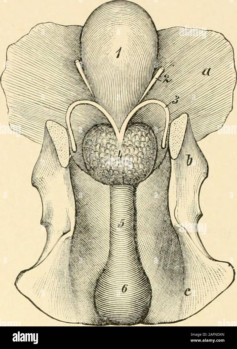 . Diseases of the dog and their treatment. Fig. 73.—.Speculums. Fig. 74.—Section through the pelvis of the male: 1, Bladder; 2, opening of the ureters intothe bladder; .3, spermatic ducts; 4, prostate gland;5, urethra, showing Wilsons muscle; 6, arch ofthe urethera; c, pelvis. It can be distinguished by manipvilation. It is a round, distended, tumor-like body, giving a dull sound on percussion. On examination of therectum we not only feel the neck of the bladder and the prostate, butthe bladder itself can be easily distinguished. Percussion in the region ofthe bladder when it contains a very l Stock Photo