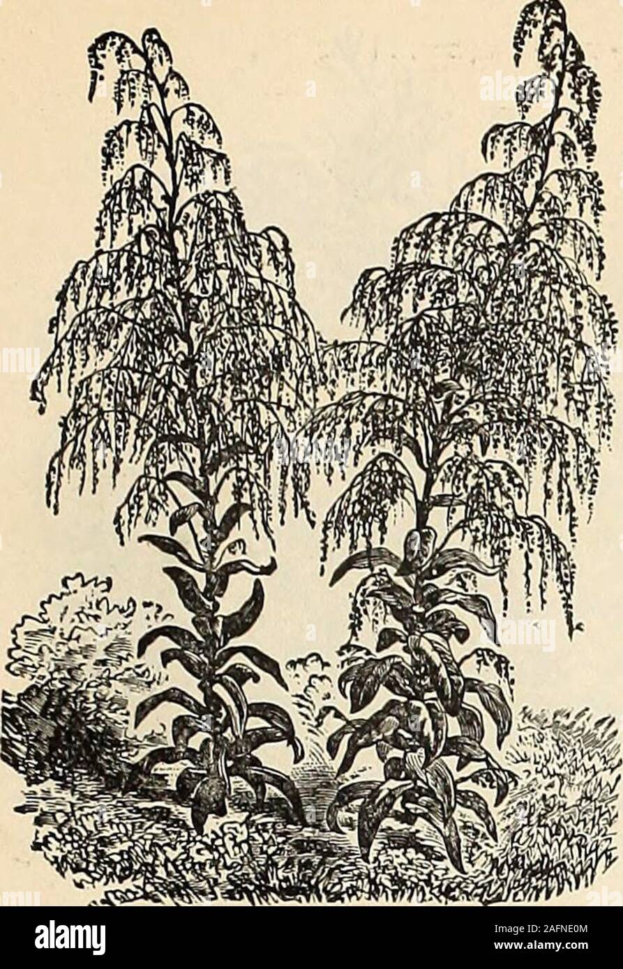 . Manual of everything for the garden : 1894. Oats). Elegant long drooping pani-cles ; height, 2ft 6c. Briza or Quaking Grass. Very pretty seeds suspended togracefully drooping spikes. B. maxima (Large Quaking Grass) 5c. B. gracilis ( Slender Quaking Grass) 6c. Bromus brizseformis. An elegant biennial grass about 2 feethigh; a beautiful object in the mixed border, bearing graceful panicles 5c Coix lachrymse (Jobs Tears). A perennial succeeding as an annual 5c. Gynerium argenteum ( Pampas Grass ). A beautiful lawn plant,bearing large white woolly plumes in the autumn ; forclumps andsub-tropical Stock Photo