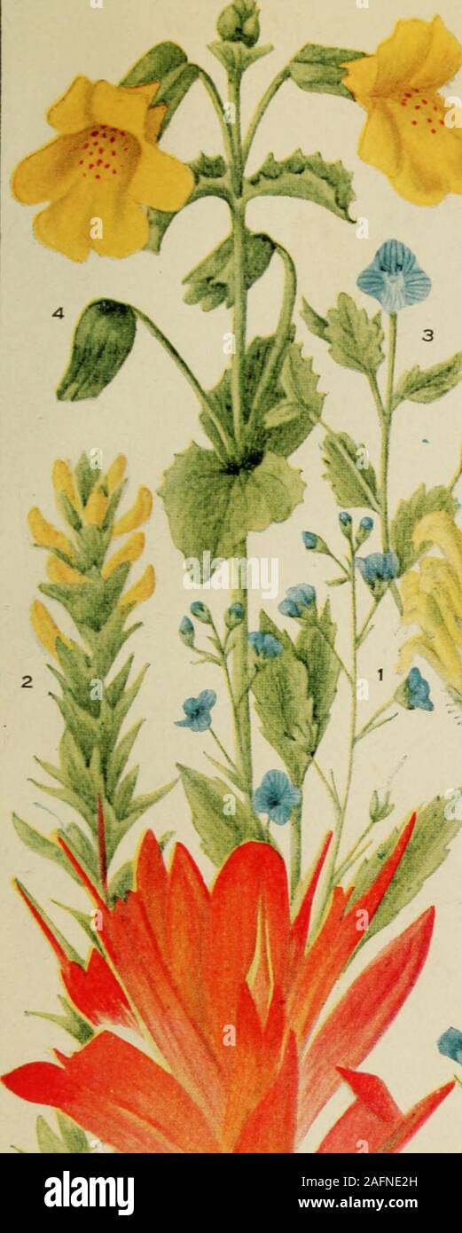 . Rocky Mountain flowers : an illustrated guide for plant-lovers and plant-users. ionophila 2. Stamens with anthers 4, the fifth sometimes aninconspicuous scale or glanda. Sterile stamen a small scale or gland in thecorolla tube (1) Flowers greenish-yellow or purplish in long terminal clusters Scrophularia (2) Flowers blue or blue and white, axillary Collinstal&gt;. Sterile stamen wholly lacking (1) Corolla regular; stemle- mud or water plants T.TMOSELLA (2) Corolla irregular, usually 2-lipped fa) Corolla with a spur at base I. in art a (b) Corolla not spurred x. Corolla hardly 2-lipped; stame Stock Photo