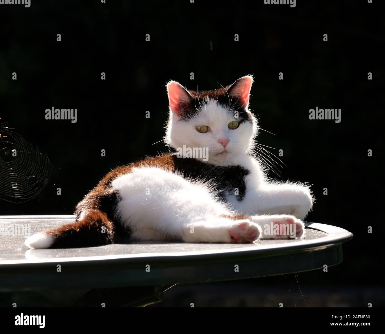 August 2017 - Back lit domestic British cat resting in the sun Stock Photo