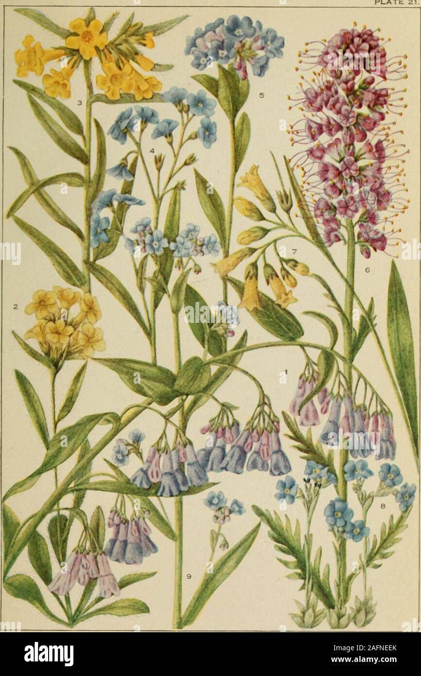 . Rocky Mountain flowers : an illustrated guide for plant-lovers and plant-users. s 5, united, petals 5, white or pink, united into a funnelform orsalverform tube, stamens 5, ovary 4-celled, stigmas 1-2, fruit of 4 nutlets;flowers in dense lateral and terminal clusters; leaves alternate, entire;annual. Stems prostrate; leaves ovate or rounded, 4-10 mm. long C. NuttdUii Eritrichium Schrader 1820 Dwarf Forget-me-not (Gr. eri, very, trichios, hairy) PI. 21, fig. 8. Sepals 5, united, petals 5, white or blue, united into a salverform co-rolla, stamens 5, included, ovary 4-divided, style short, frui Stock Photo