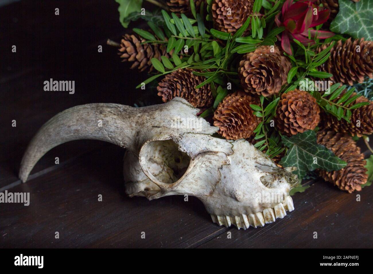 Close-up of an animal skull next to a bouquet on a wooden tabletop, selective focus Stock Photo