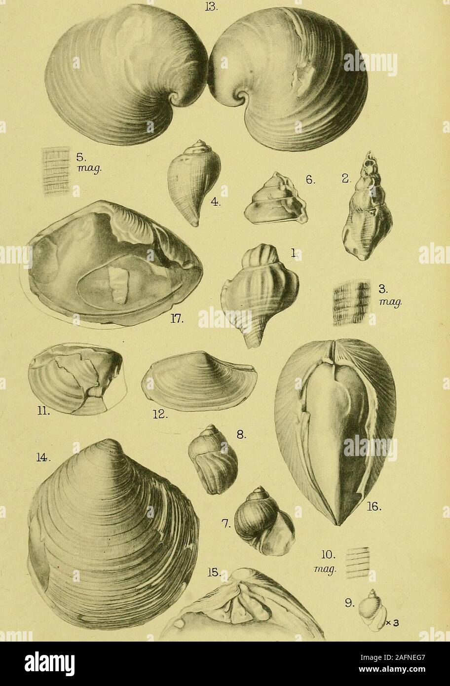 . The Quarterly journal of the Geological Society of London. 4.) 3. The same, showing magnified sculpture. 4. Ficus simplex (Beyrich). (See p. 14.) 5. The same, showing details of sculpture, magnified. 6. Xenophora sp. (See p. 14.) Fragmentary specimen exhibiting adherent cavities on the whorl. 7. Naticina alderi (E. Forbes). (See p. 15.) 8. The same. 9. Ringiculella ventricosa (J. de C. Sowerby). (See p. 15.) Front. view, X 3. 10. The same, showing sculpture lines, magnified. 11. Nucula Isevigata J. Sowerby. (See p. 16.) 12. Yoldia oblongoides (S. V. Wood). (See p. 16.) 13. Isocardia liumana Stock Photo