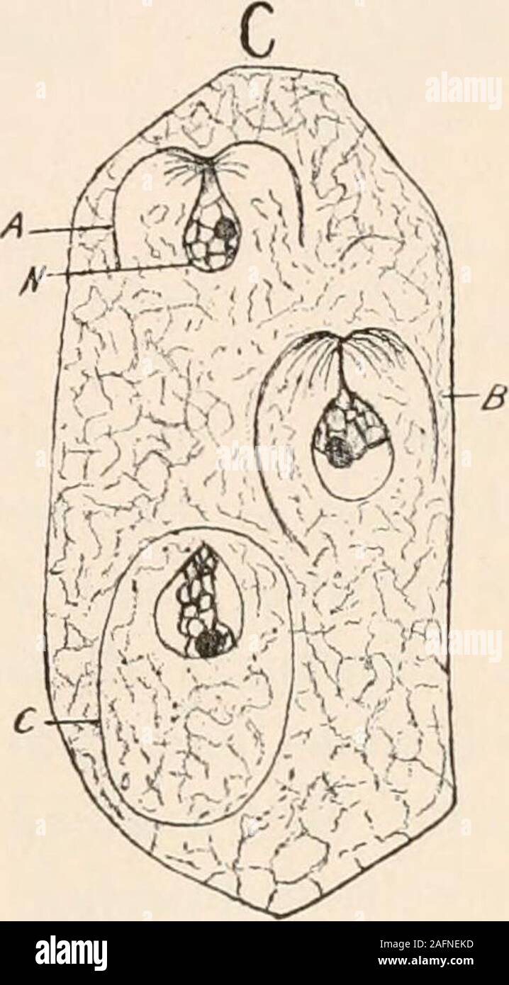 . Plant anatomy from the standpoint of the development and functions of the tissues, and handbook of micro-technic. FlG. 5.—Free cell formation of spores in the ascus of Erysiphe communis. A, ascuswith single nucleus; C, cytoplasm; N, nucleus; NL, nucleolus; B, successive stages innuclear division within the ascus; at X, early anaphase, nuclear membrane, NM, stillpersisting; R, kinoplasmic radiations from the poles; at Y, telophase, new nuclear membranenot yet formed; Z, a later stage where the nuclear membranes demark the daughter nuclei;C, A, B and C, are successively later stages than Z in Stock Photo