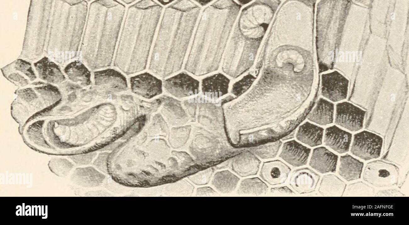 . The animans and man; an elementary textbook of zoology and human physiology. m •*. FIG. 223. Worker brood and queen-cells of honeybee; beginning at theupper right end of cells and going to the left is a series of egg, younglarvae, old larvae, pupa, and adult ready to issue; the large curvingcells below are queen-cells. (After Benton.) cell change into pupae and lie quiescent for thirteen dayswhen they become fully developed bees. They now gnawthe caps away and come out into the hive ready to work. Such is the life-history of the worker bee. It has beendemonstrated that the eggs which produce Stock Photo