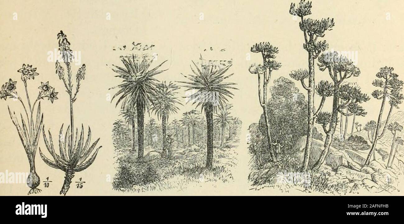 . The world's inhabitants; or, Mankind, animals, and plants; being a popular account of the races and nations of mankind, past and present, and the animals and plants inhabiting the great continents and principal islands. 30. GIRAFFE ACACIA. 31. THORNI ACACIA. 32. W3LWITSCHIA. The Cocoa-nut Palm has also been introduced, and is very flourishing,Ebony i the principal timber-tree.. &lt;S3. IXIA. 34. COMMON ALOE. 3.5. FOREST OF WILD ALOES. 36. TREE EOPHORBIA. The native flora of St. Helena is now almost extinct, having beendestroyed, or displaced by introduced vegetation. Stock Photo