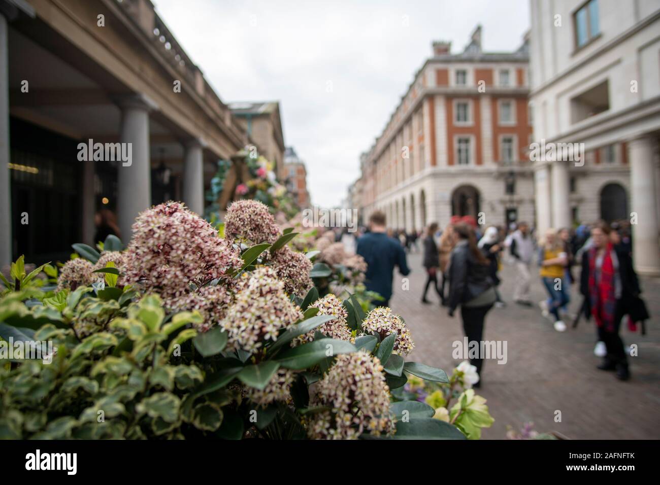 Flowers at Convent Garden Stock Photo