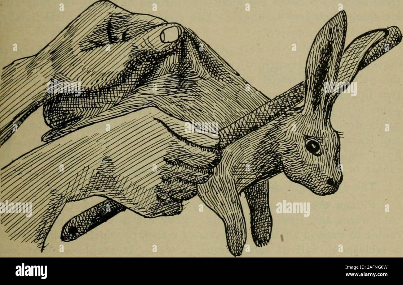 . Rabbits and dollars; the book that teaches coined rabbitology y