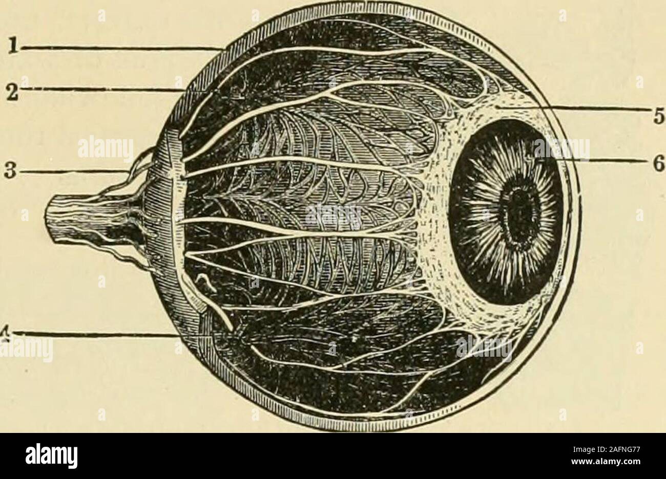 . The standard horse book, comprising the taming, controlling and education of unbroken and vicious horses. Fk;. S96. a, Optic nerve; b, Sclerotic; e, Choroid; d, Retina; e, Cornea; t, Iris; g, li. Ciliary circle;i, Insertion on crystalline lens; j. Crystalline lens; k, Crystalline capsule; 1, Vitreous body; m,n, Anterior and posterior chambers; o, Membrane of aqueous humor; p, p. Tarsi; q, q, Fi-brous membrane of eyelids; r, Elevator muscle of upper eyelid; s, s, Orbicularis muscle of eye-lids; t, t, Skin of Eyelids; u, Conjunctiva; v, Membrane covering cornea; x, Posterior rectusmuscle ; y, Stock Photo
