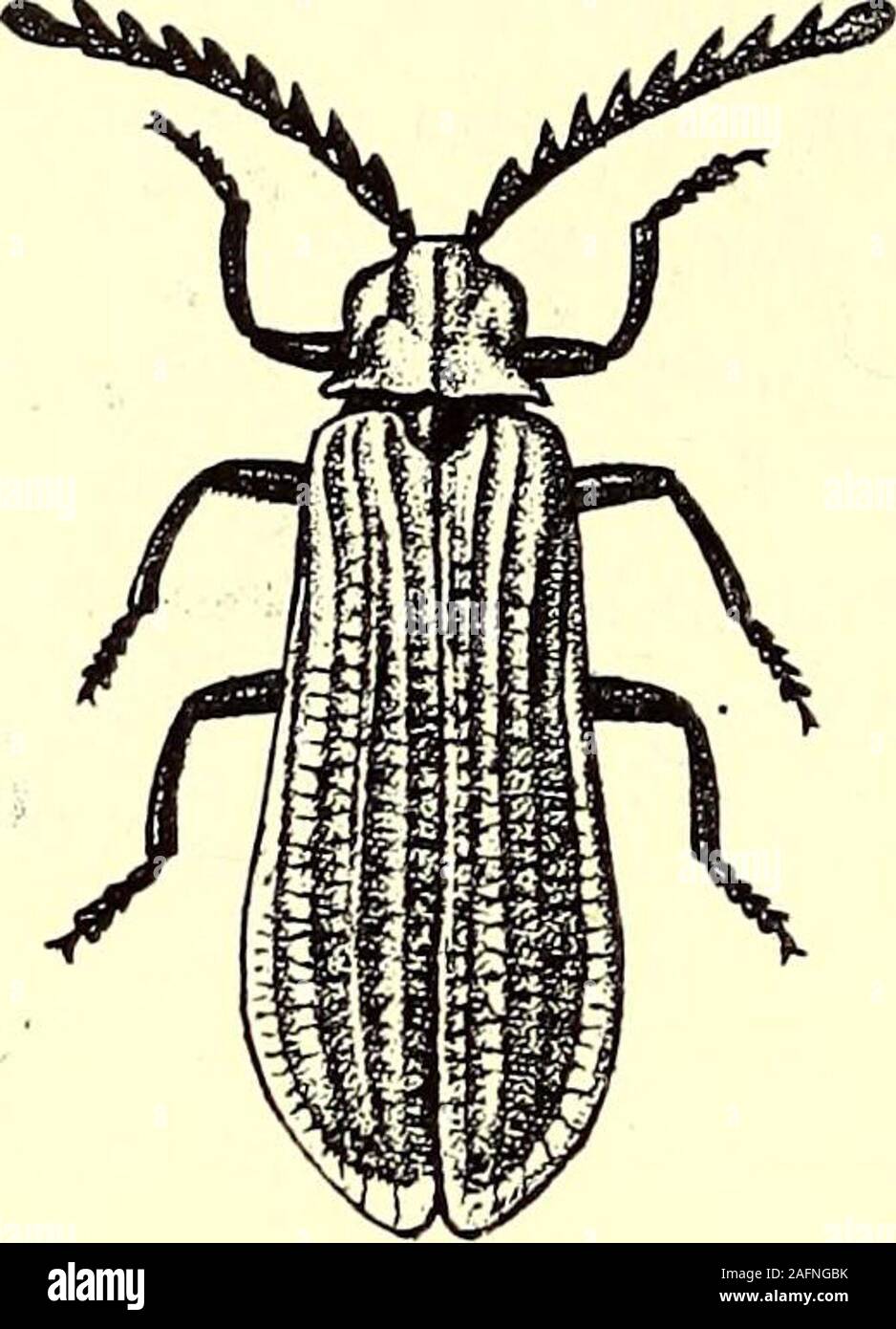 . Coleoptera : general introduction and Cicindelidae and Paussidae. species of the group including Eros and its allies are more like theLampyriXjE, while Lygistopterus and Caloehromus tend towards theTelephoning. Not much appears to beknown about the life-history of thespecies; the larva of Dictyoptera sanguineais flat and linear, narrowed in front andbehind, deep black above and whitishwith black spots beneath ; the last seg-ment is chitinous, reddish in colour, andterminates in two projecting bent hornyprocesses. Several of the forms allied to Dictyo-ptera and Eros are mimicked very closelyb Stock Photo