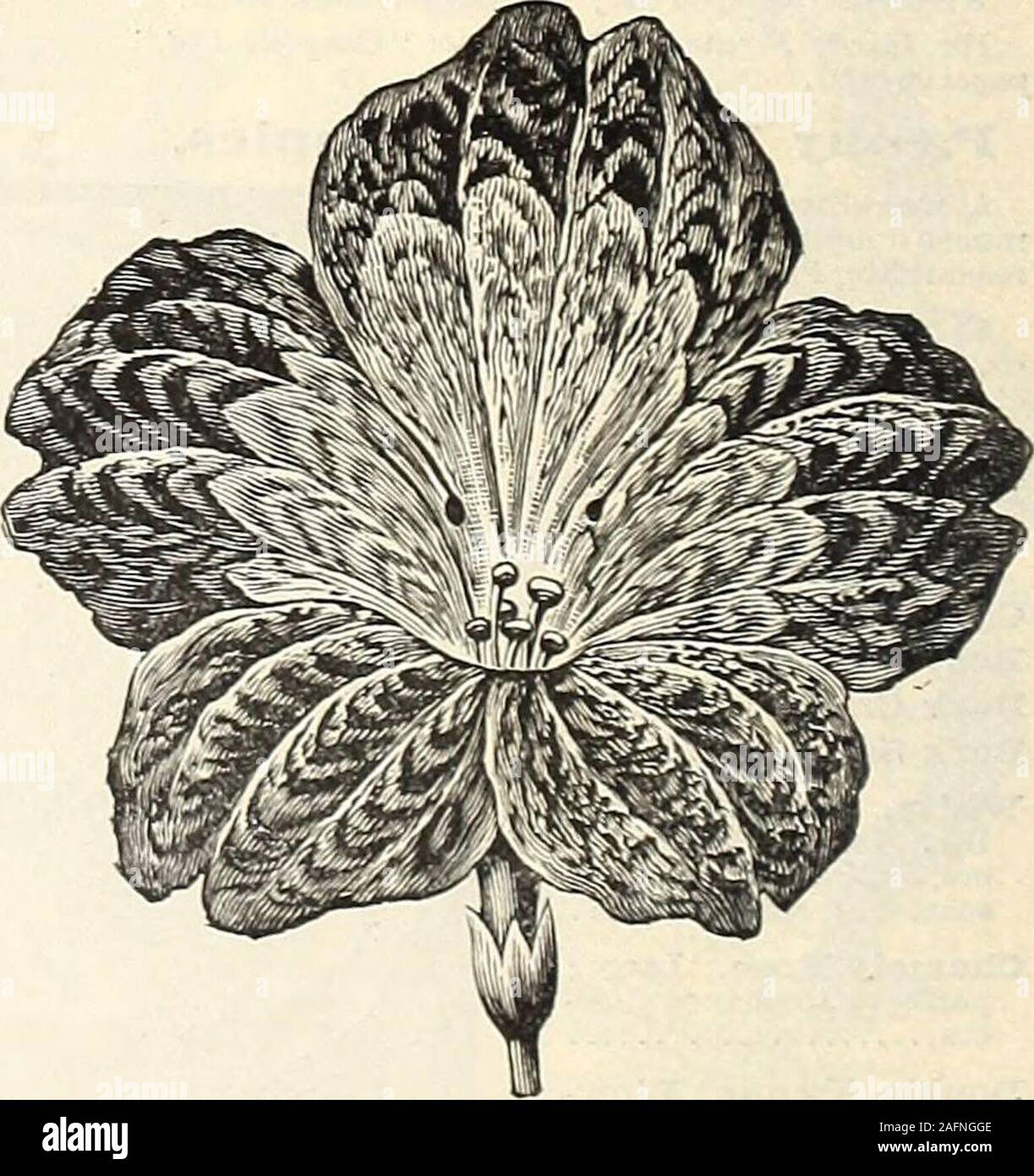 . Manual of everything for the garden : 1894. ty, snow-white flowers; very profuse 36&gt; Other GreenhousePrimroses. Obconica. Flowers pale lilac, borne inumbels on long stems; delicately fragrant;in pots it will flower continuously for thegreater portion of the year; plant dwarfand compact, 6 to 12 inches high Pkt. 16&gt; Floribunda. Foliage deep green, stems ofboth leaves and flowers red, making acharming contrast to the whorls of brightyellow flower3 borne during the autumn and winter months 2© For Hardy Primulas, see Complete List,pages 90 to 97. CHINESE PBI1IBOSE. SALPIGLOSSIS. (Painted T Stock Photo