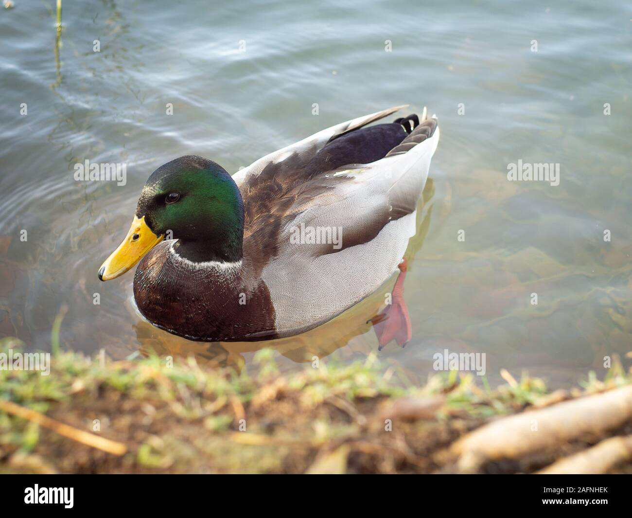 portrait of a mallard duck male in a lake Stock Photo