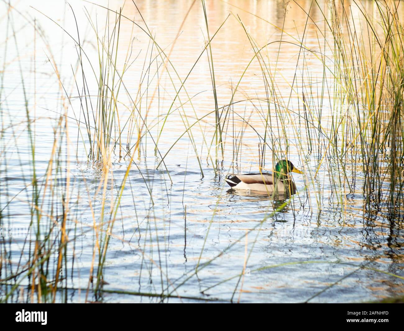 mallard duck male swimming in a lake Stock Photo
