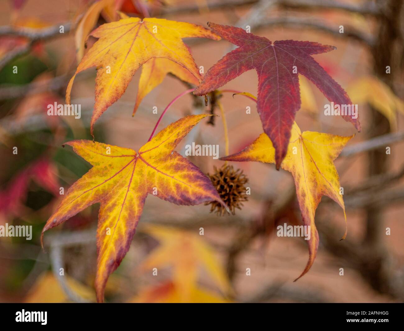 liquidambar red autumnal foliage with blurred background Stock Photo