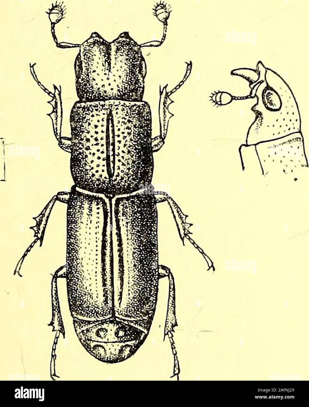 . Coleoptera : general introduction and Cicindelidae and Paussidae. ylindrical; head, large, nearly as broad, andsometimes as long, as prothorax; clypeus as a ride with horn-likeprojections; mandibles large and strong, perpendicularly reflex ed ; antennas geniculate, with a roundcompact club, apparently three-jointed, but with the basal joint(the eighth of the antenna?) verysmall; pronotum parallel-sided,oblong, as broad as elytra ; pro-sternum margined, rather nar-nowly dividing the transverse an-terior coccai, coxal cavities verynarrowly closed behind; meso-sternum very short, channelled;met Stock Photo