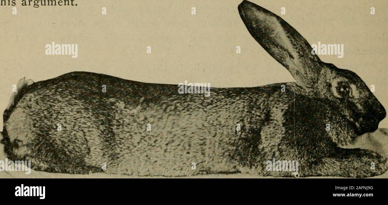 Who Rabbit Rough Booksubjectrabbits hi-res stock photography and images - Alamy