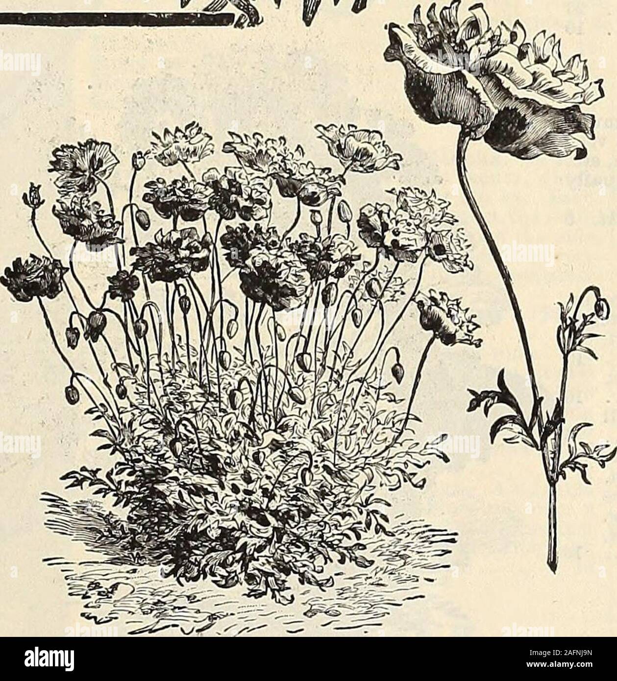 . Manual of everything for the garden : 1894. 30c. Iceland Poppies. (Papaver nudicaule.) Thefragrant elegant crushed-satin-like flowers areproduced in never-ceasing succession from thebeginning of June to October. The flowers lastquite a week if cut as soon as open. Bright Yellow— 10 Vivid Scarlet 10 Pure White 10 Gold Tinged, crimsn 10 Mixed Colors 10 Rose Colored 25 Collection of 5 separate varieties Iceland Poppies, 50 cts. Double Poppies. New Double Scarlet Iceland Poppy. (Pa-paver nudicaule coccineum ft. pi.) This new varietybears extremely double orange scarlet flowers. 25 DoublejFrench Stock Photo