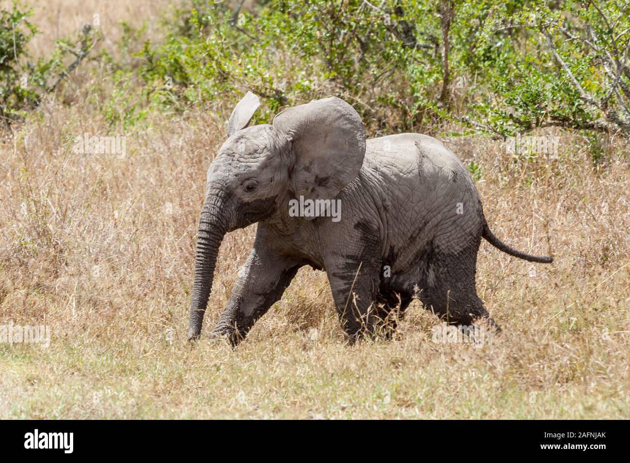 A baby African elephant on the edge of undergrowth, running right to left, landscape format, Ol