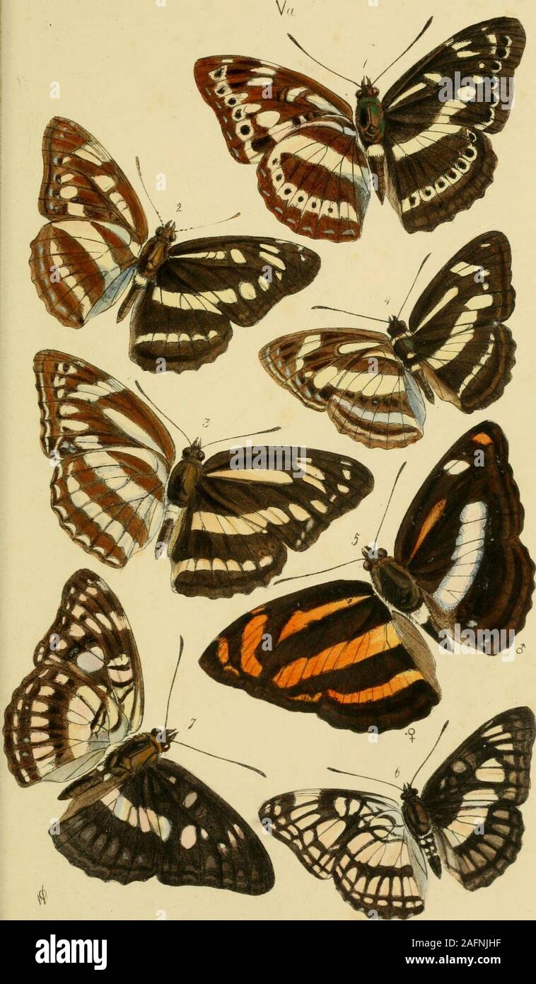 . A catalogue of the lepidopterous insects in the museum of the Hon ...