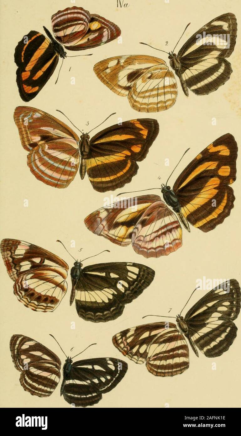 . A catalogue of the lepidopterous insects in the museum of the Hon ...