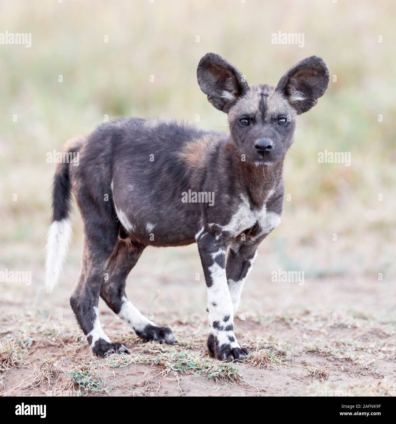 A single wild dog pup with a full belly standing and looking at