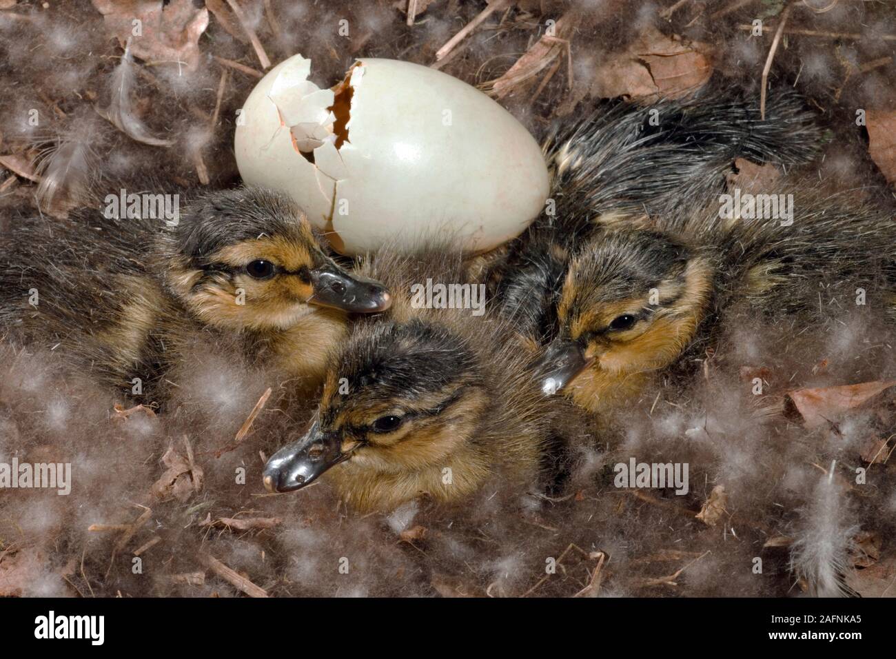 MALLARD (Anas platyrhynchos).  One hour old young ducklings after hatching, and an empty egg shell. Stock Photo