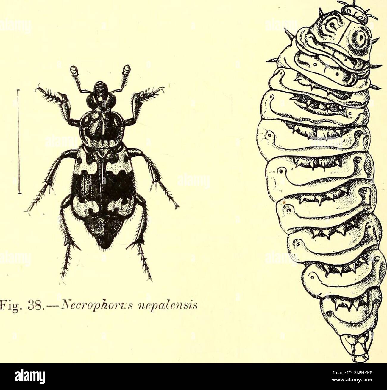 . Coleoptera : general introduction and Cicindelidae and Paussidae. 84 INTRODUCTION. erected into a separate family, but they appear to differ from theISilphid^e only in the formation of the anterior coxae and theirsurroundings. A large number of blind cave-insects of the generaBatJiyscia, Adelops, etc., belong to the family. The larvae of the various genera are very different, those ofNecrophorus being large, fleshy, inactive grubs, with small spinoseplates on the dorsal segments, while those of Silpha, in most cases,are very active and are onisciform, or shaped like wood-lice, withthe segmen Stock Photo