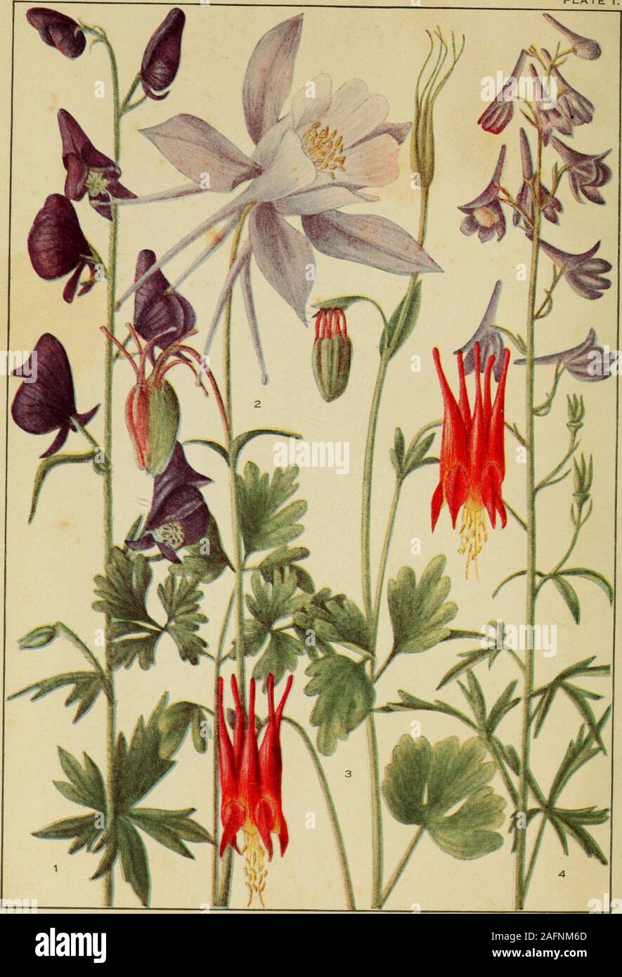 . Rocky Mountain flowers : an illustrated guide for plant-lovers and plant-users. EDITH S. CLEMENTS. PINXT ROCKY MOUNTAIN FLOWERS COCKAYNE. BOSTON ROCK TAIN iLUJ GUIDE FOR PL ) PLANT-US! TFIVE PLATES IN COLOR ANDENTY-TWO PLATES IN BEi&FJfMO WHITEBUTTERCUP FAMILY 1. Aconituni columbiaiuim : Monkshood 2. Aquilesria coerulea: Blue Columbine 4. Dephiniitm g&JffiSKfflE1! Larkspur DIRECTOR OF THE PIKES PEAK ALPfNE LABORATORY •D &lt;tz ci FIELD EDITION ?N COM!rockymou00clem Stock Photo