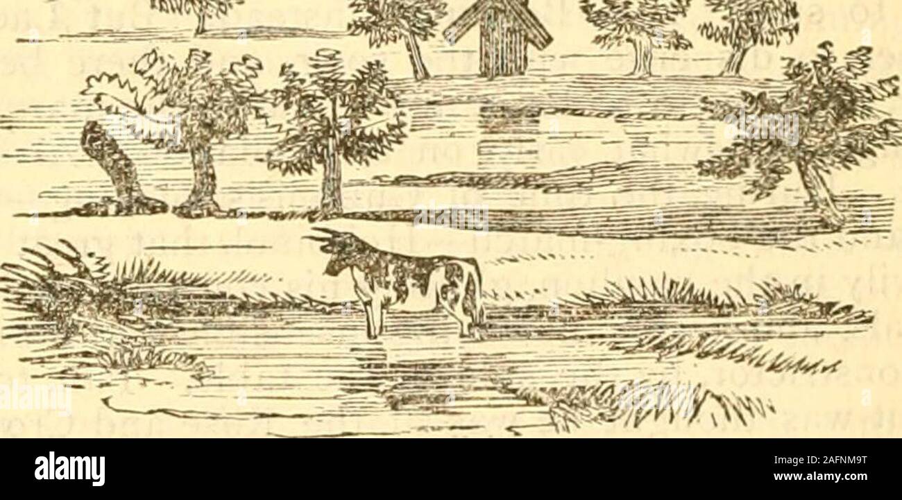 . The choice works of Thomas Hood, in prose and verse. the banquet were scrambledfor by the Arcadians—how they danced afterw.irds round the Maypole,not tripping themselves like f dries, but tripping one another—how theHonourable Miss Rasherly, out of idleness, stood fitting the notch oian arrow to the string, and how the shaft went oft of itself, and lodged,unluckily, in the calf of one of the caperers. I v ill leave to the imagi-nation what suits were torn past mending or soiled be) ond washing—the lamentations of old Jenkins—and the vows of Lady Rasherlyand her daughters thnt there should b Stock Photo