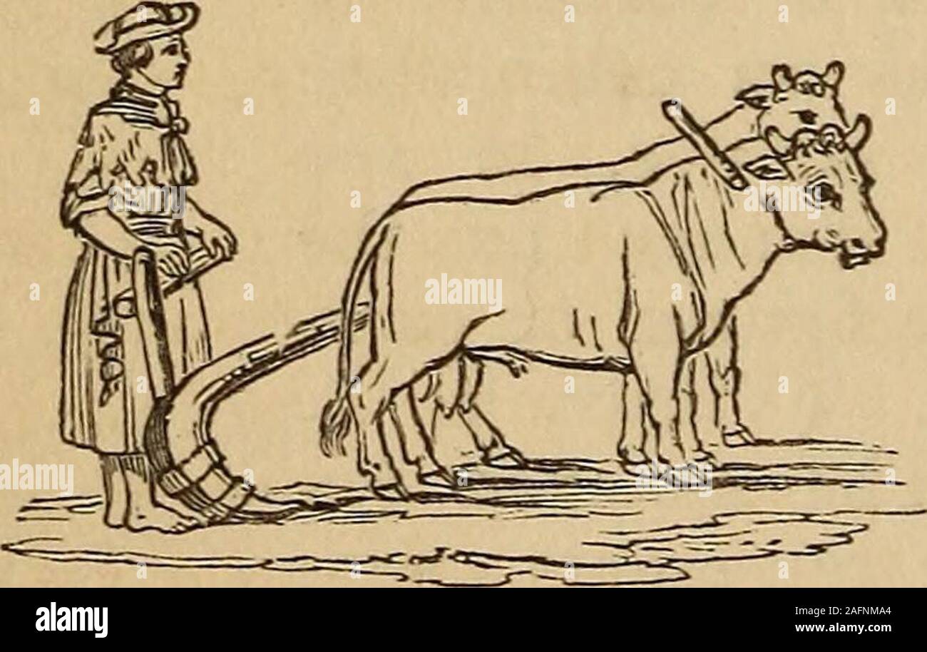 . The illustrated companion to the Latin dictionary and Greek lexicon