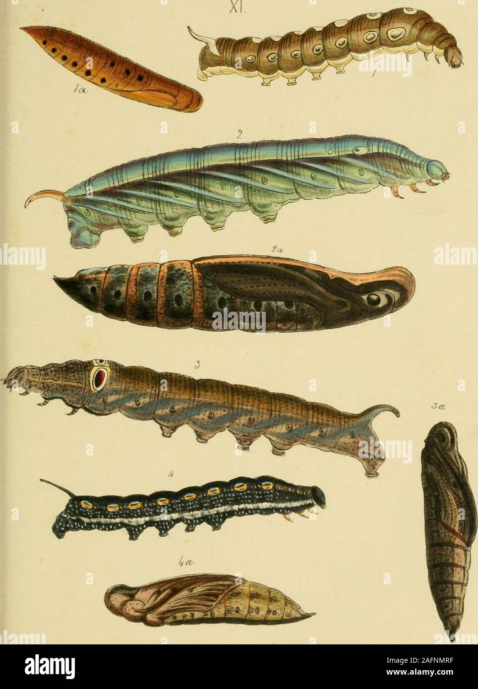 . A catalogue of the lepidopterous insects in the museum of the Hon ...