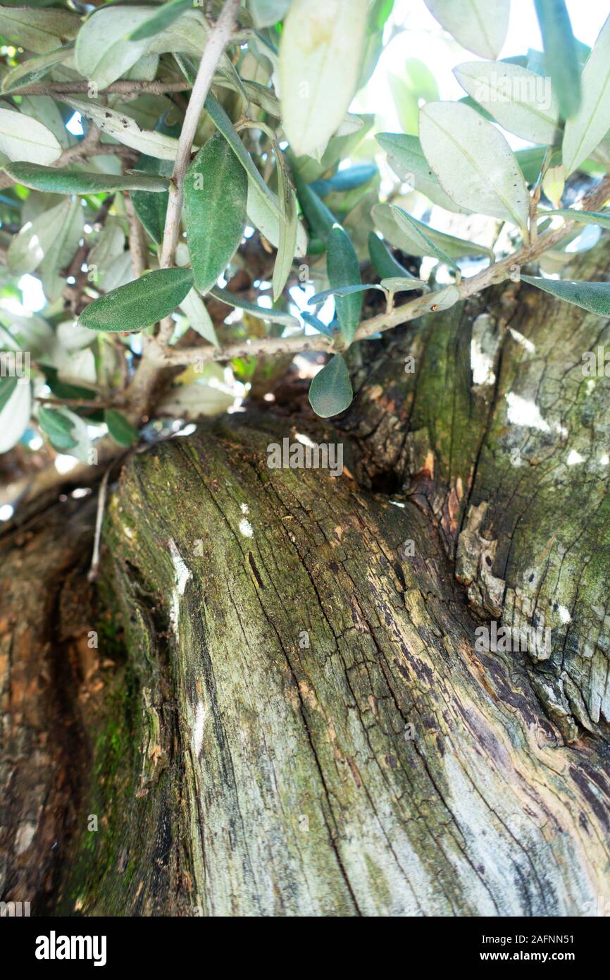 Natural texture tree bark. Bark of plane tree Stock Photo