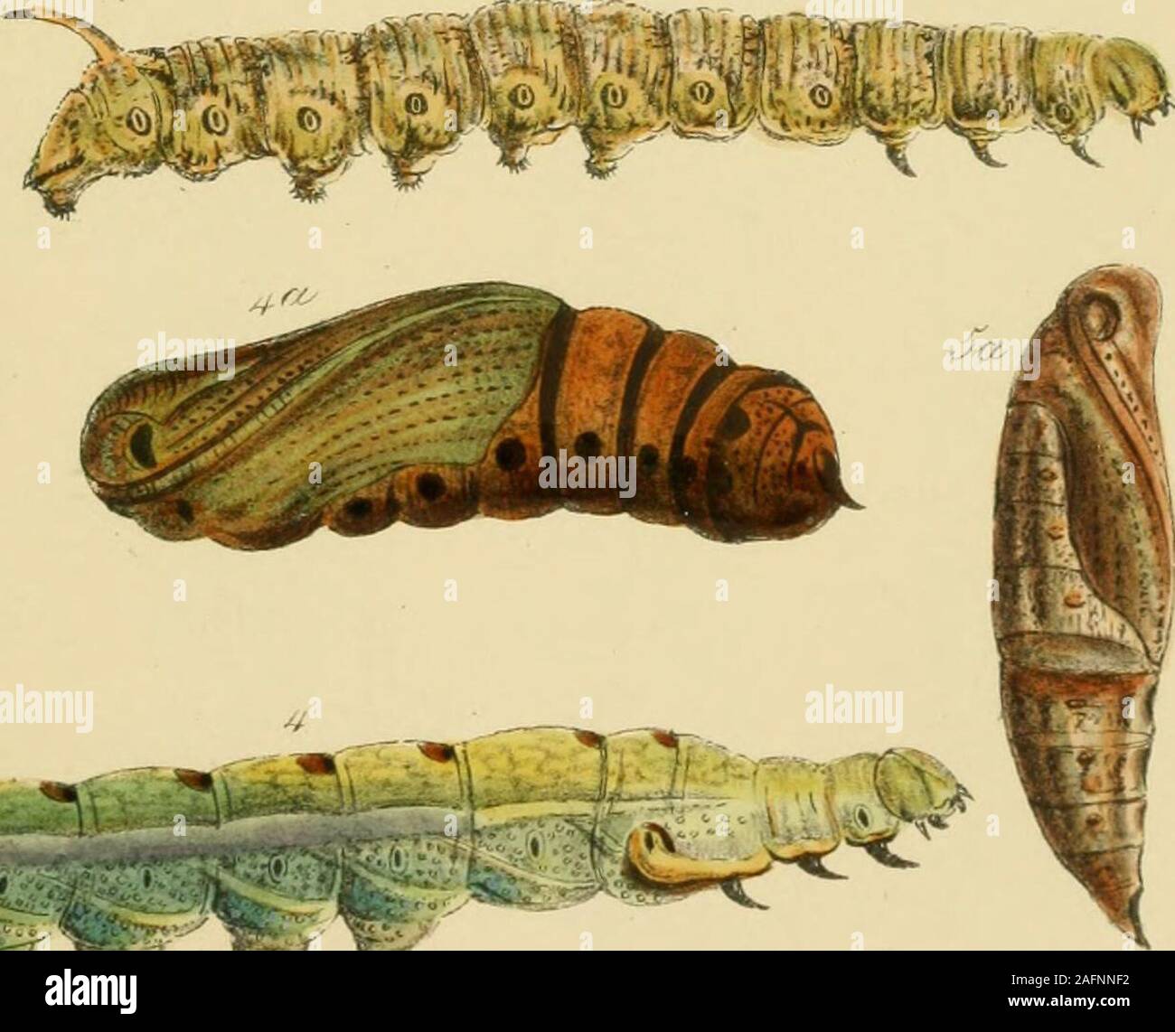 . A catalogue of the lepidopterous insects in the museum of the Hon ...
