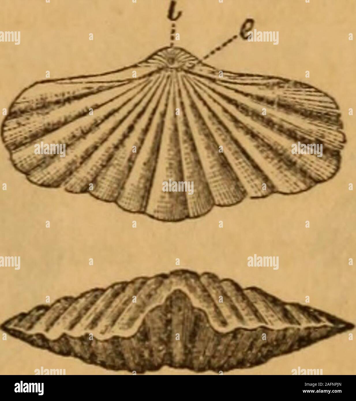 . Annual report of the regents of the university of the state of New York on the condition of the State Cabinet of Natural History and the historical and antiquarian collection annexed thereto. Fig. 10. T. muUistriata : A ventral valve from which the dorsal valve has been removed, showing the spires as they appear on the polished surface of the stone.Fig. 11. Dorsal and front views of T. costataA In the species whicli I have designated as Rhynchospira, we haveuniformly longitudinally ovate or subglobose forms, which are marked byregularly rounded or somewhat flattened plications; one, two, or Stock Photo