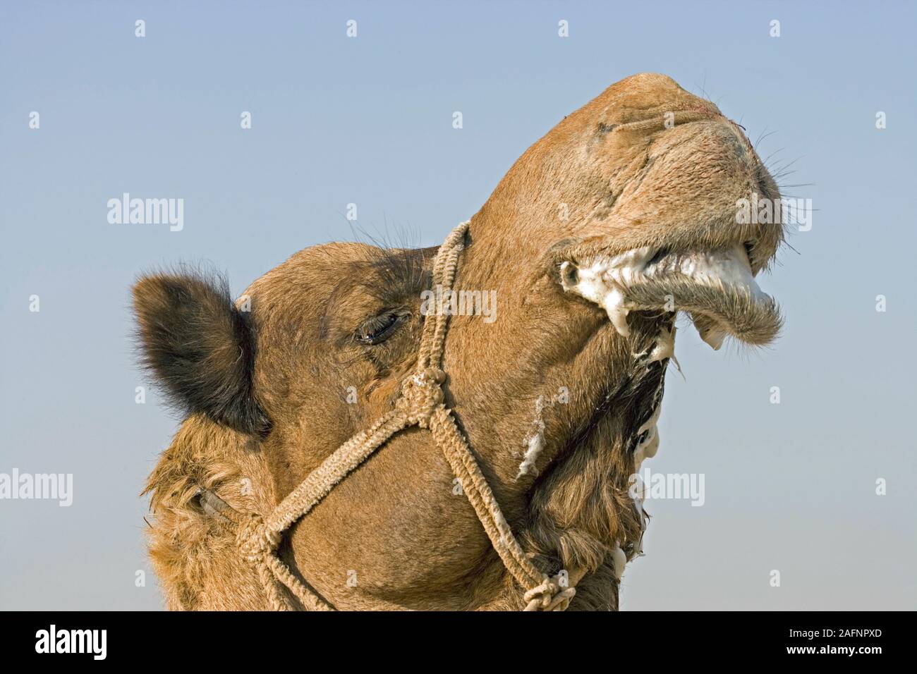 Camel Filet Arabian camel hi-res stock photography and images - Alamy