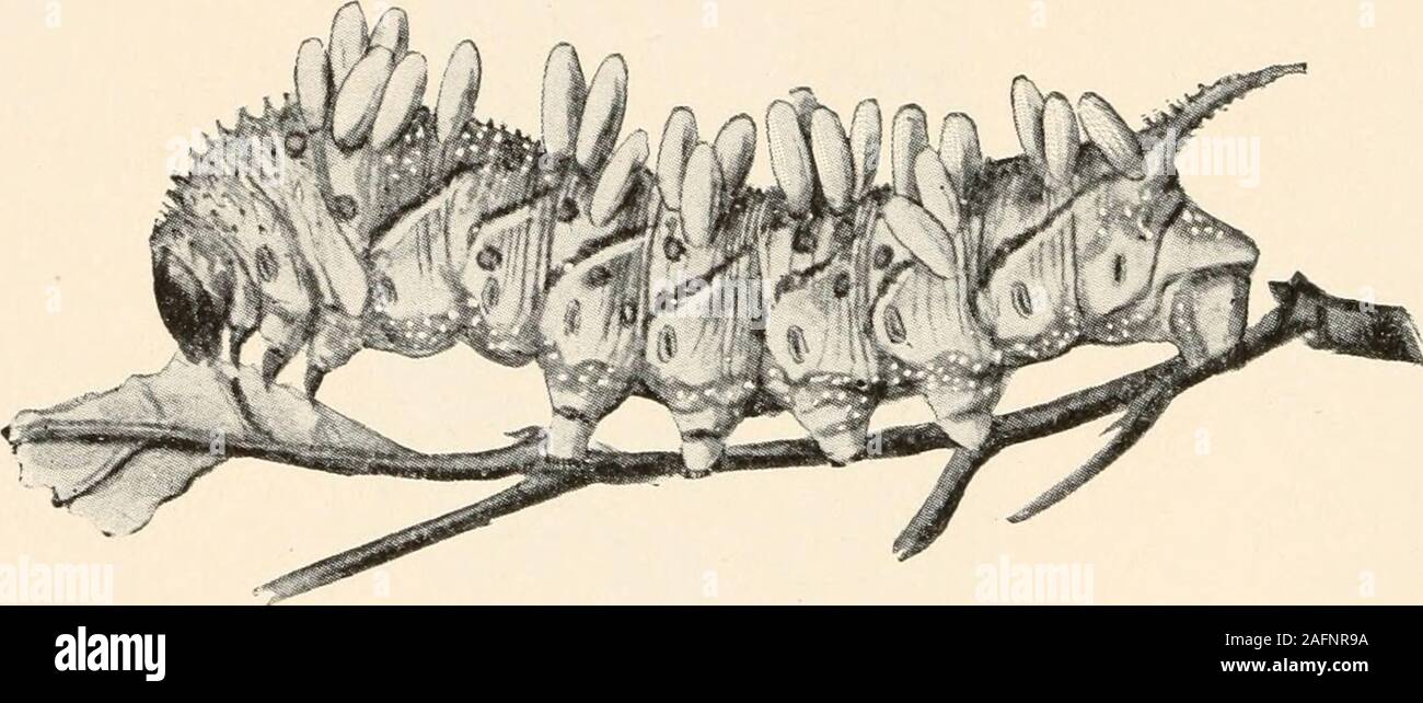 . The animans and man; an elementary textbook of zoology and human ...
