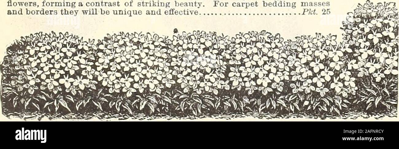 . Manual of everything for the garden : 1894. sy red. .Pkt. 10 10 LOBELIA. Erinus Varieties. These are indispensable plants with trailing branches 6 to 9 inches long, bearing continuouslyflowers of charming blue, white or rose shades for hanging-over vases and baskets. Althoughperennials they are usually treated as annuals. Alba. Pure white Pkt. 5 Double Blue (Duplex) Pkt. 10 Speciosa. Bright blue 5 Mixed Brinus Varieties 5 Gracilis. Light blue ; slender, trailing stems 5 LOBELIA. Compacta Varieties. Little, round, compact plants, i to 6 inches high, forming little mounds of bloom ; splendid f Stock Photo