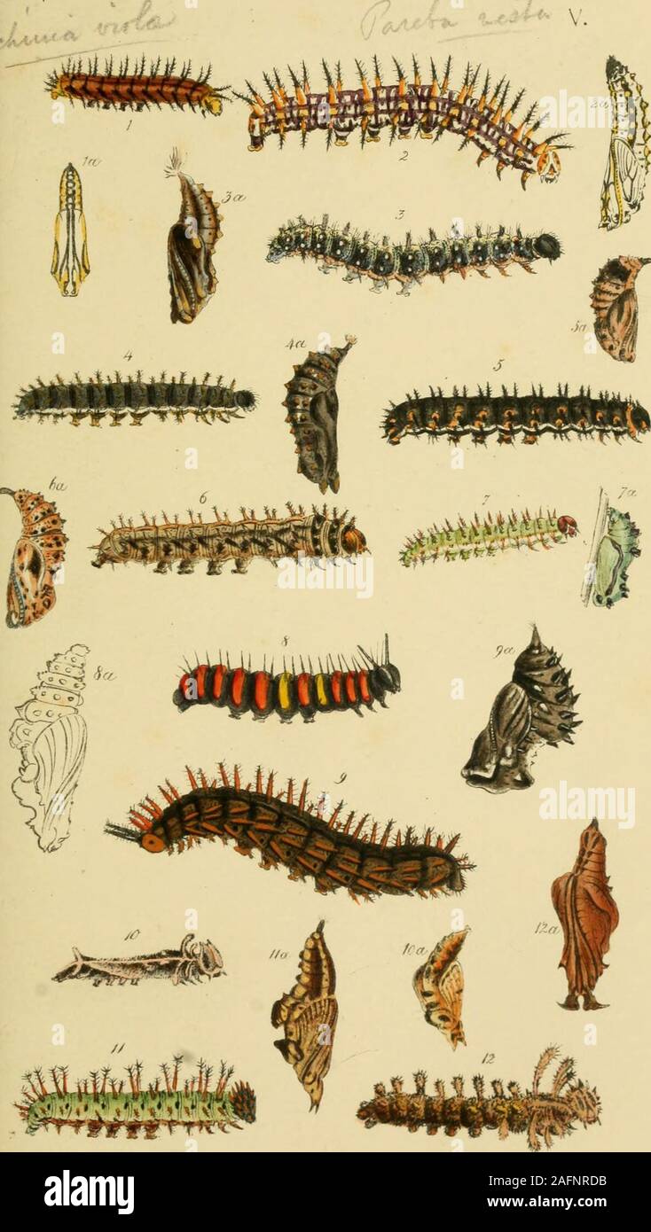 . A catalogue of the lepidopterous insects in the museum of the Hon ...
