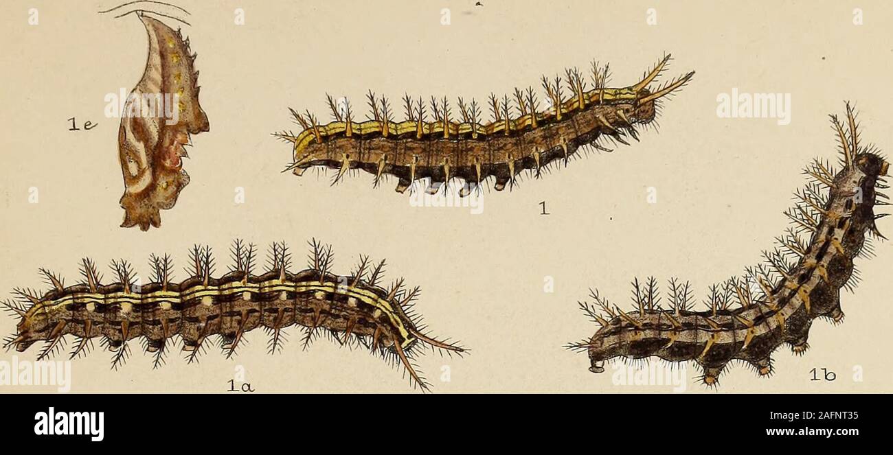 . The larvæ of the British butterflies and moths. F. C.Moore litla. W.BUCKLER del-. West^ernoaaan &.Co.im p- PLATE X. Argynnis Paphia. 1, la, lb, 1c, 1 d, larva after last moult; 1 e, pupa. See pp. 58—65. Argynnis Adippe. 2, 2 a, 2 b, 2 c, 2 6?, 2 e, larva after last moult; 2/,pupa. See pp. 65—71. Argynnis Aglaia. 3, 3 a, larva after last moult; 3 b, pupa. See pp. 71—73. Plate X.. Stock Photo