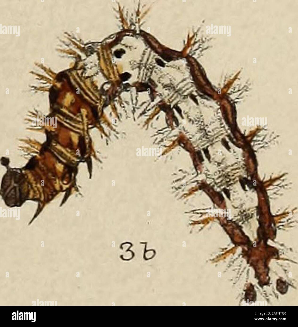 . The larvæ of the British butterflies and moths. 3c. F. C.Moore litla. W.BUCKLER del-. West^ernoaaan &.Co.im p- PLATE X. Argynnis Paphia. 1, la, lb, 1c, 1 d, larva after last moult; 1 e, pupa. See pp. 58—65. Argynnis Adippe. 2, 2 a, 2 b, 2 c, 2 6?, 2 e, larva after last moult; 2/,pupa. See pp. 65—71. Argynnis Aglaia. 3, 3 a, larva after last moult; 3 b, pupa. See pp. 71—73. Plate X. Stock Photo