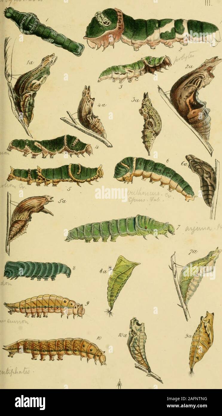 . A catalogue of the lepidopterous insects in the museum of the Hon ...