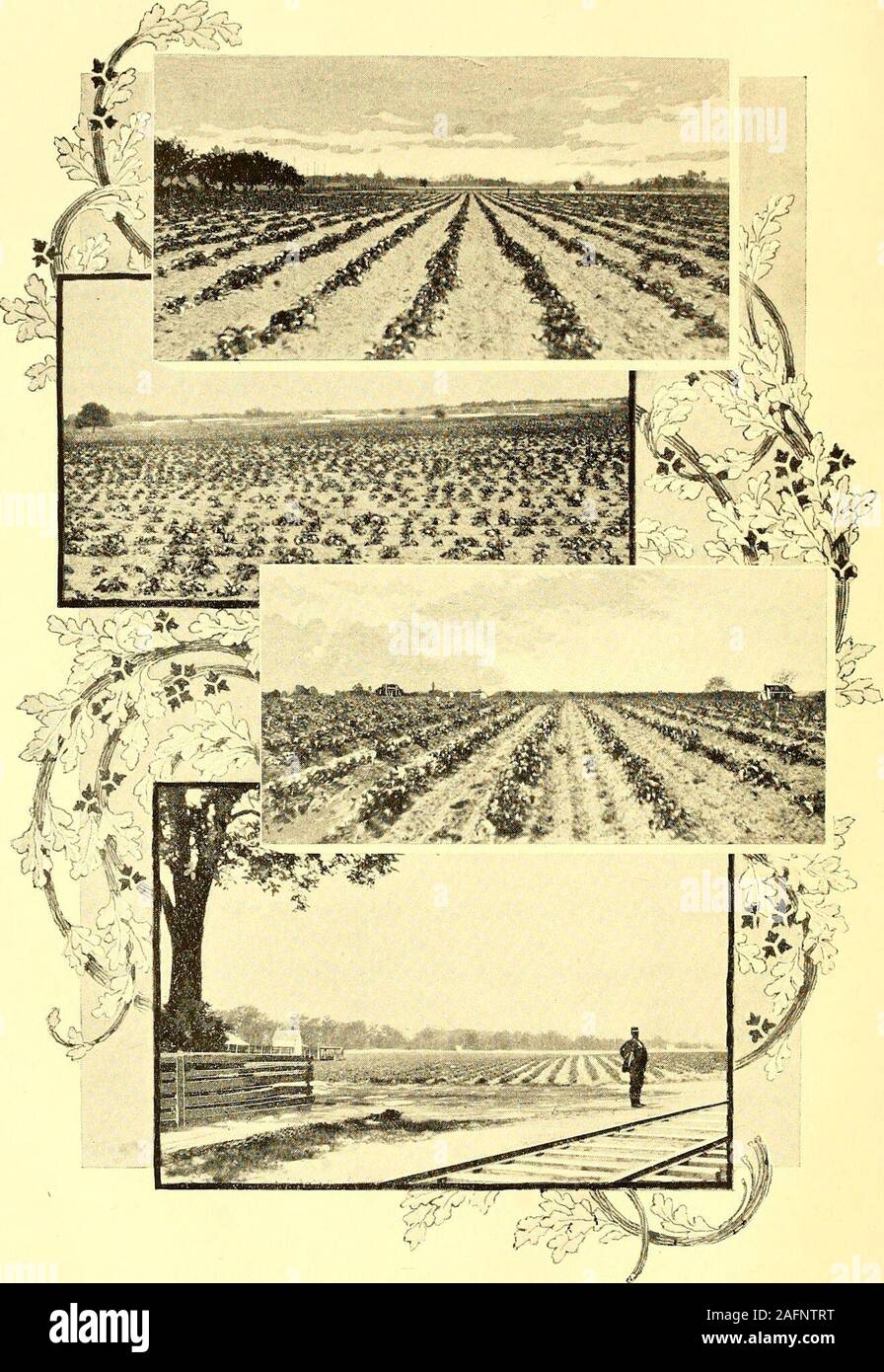 . North Carolina and its resources. ricots, nectarines, cherries, mulberries,grapes, pecans, English walnuts, Japan chestnuts, with many thous-ands of roses and ornamental trees and shrubbery. Four green-houses are used in the propagation and growth of ornamental plants.The nurseries occupy about three hundred acres of land. Greensboro Nurseries.—These nurseries are in the sameneighborhood as the Pomona nurseries, and this business is more ex-tensive about Greensboro than elsewhere in the State. Mr. John A.Young is the proprietor. They are east of the city of Greensboro, andhave at various tim Stock Photo