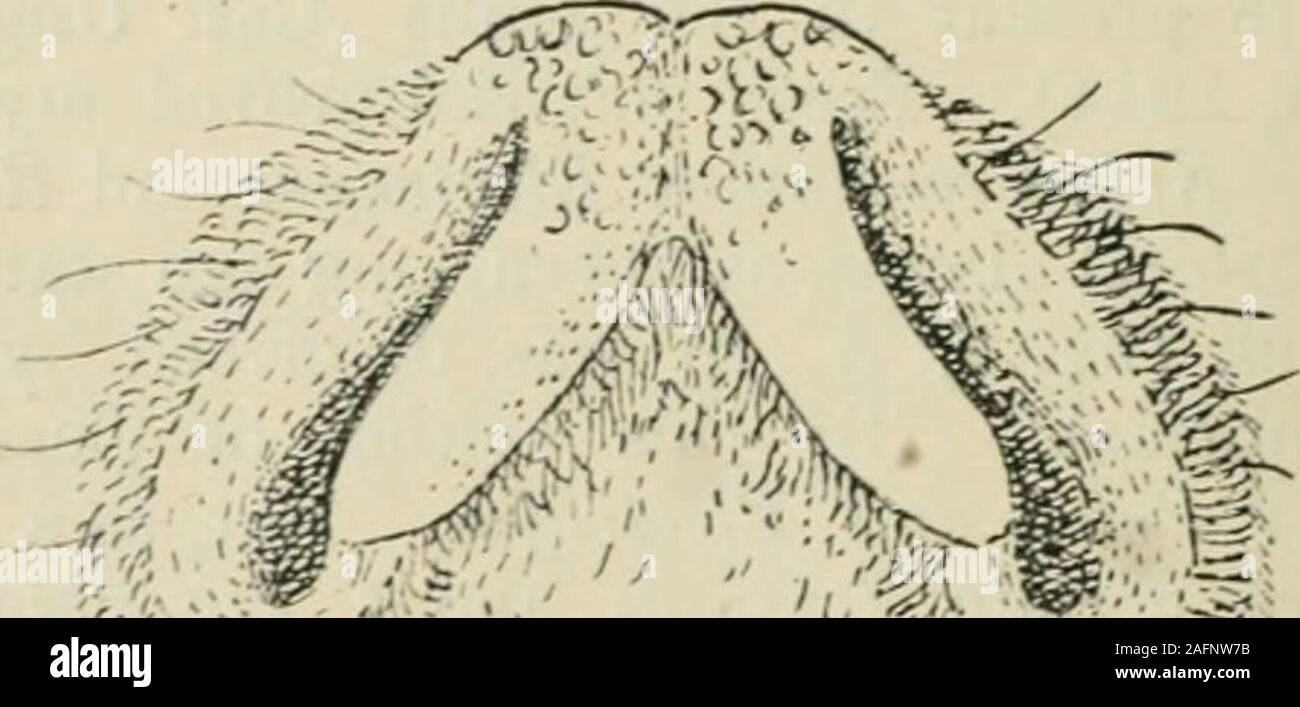 . The annals and magazine of natural history : zoology, botany, and geology. und in Redunca. In Kobus the anteriorsurface of the rhinarium is bilobate, owing to the presenceof a wide median depression up which the median groove ofthe philtrum extends as high as the summit of the anteriorportion of the nares. There is also a wide area of nakedskin passing beneath the nostrils to their posterior extremitylaterally. Finally, on the dorsal side the hair of the summitof the muzzle encroaches as an angular field to a pointnearly on a level with the anterior extremities of the nostrils,and on each si Stock Photo