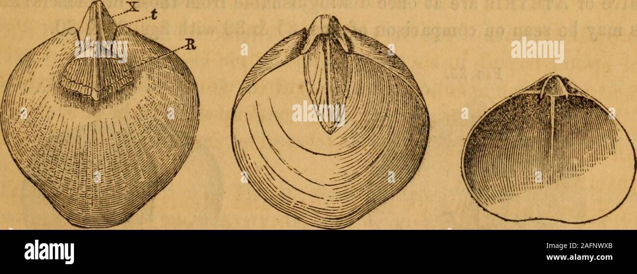 . Annual report of the regents of the university of the state of New York on the condition of the State Cabinet of Natural History and the historical and antiquarian collection annexed thereto. Fio. 27. Meristella nasuta = Atrypa nasuta (Conrad) = Athyris clara (Billikgs)Dorsal view of a young individual. Fig. 28. An older individual. Fig. 29. Interior of the ventral valve. Fig. 30. Fig. 31. Fig. 32.. Fig. 30. Cast of the ventral valve of M. nasuta. Fig. 31. Dorsal view of the same species. Fig. 32. Interior of the dorsal valve of M. arcuata, showing the hinge-plate and medianseptum. • On Plat Stock Photo