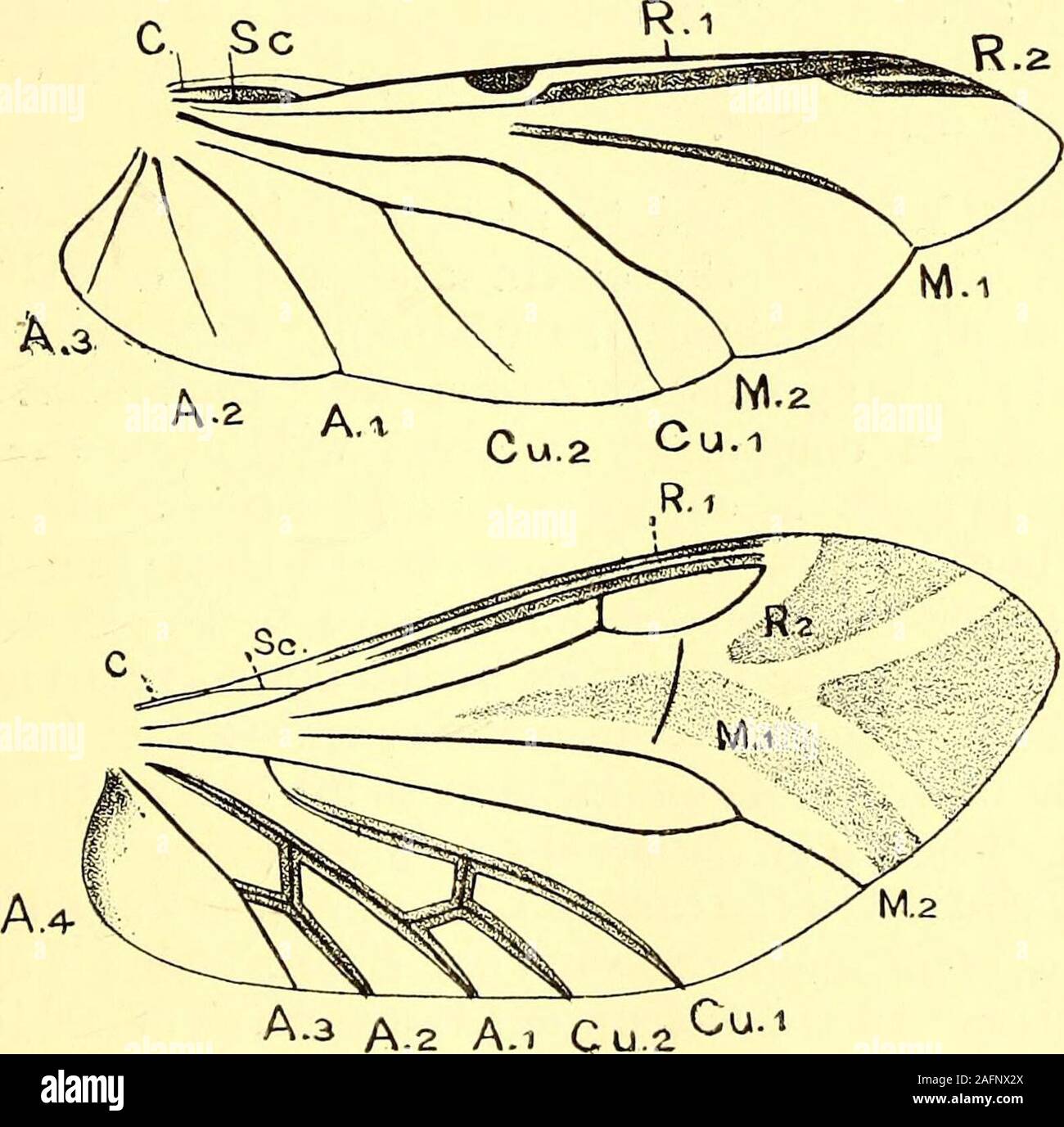 . Coleoptera : general introduction and Cicindelidae and Paussidae. A.I Cu 2Pu.i M.2 Fig. 19.—Adephagid type of wing. Upper figure : Omma stanleyi. (After Kolbe.)Lower figure : Taehypus flavipes. (After Kempers.). Fig. 20. Upper figure : Staphylinid type of wing ; Necrophorus vespillodcs.Lower figure: Cantharid or Telephorid type of wing; Li/aisfopicrussanguineus. (After Kempers.) 42 INTRODUCTION. at the base to any other vein. This is a very distinct anduniform type, as far as it goes, but its adoption seems tohave the effect of keeping apart several genera that on othercharacters appear to b Stock Photo