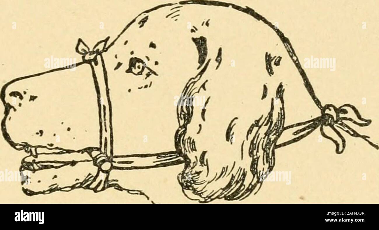 Why Is My Dogs Fur Turning Yellow