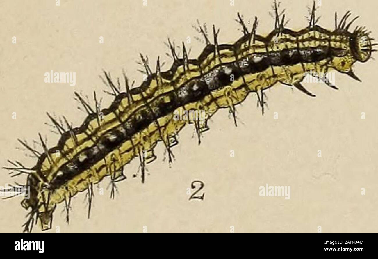 . The larvæ of the British butterflies and moths. T. C. Moore lith.. West ISTewniSua. &C° ixap- W.BUCKLER dUL. PLATE IX. Vanessa polychloros. 1 c, larva after third moult; 1, 1 a9 1 b, after fourthmoult; 1 d, pupa. See pp. 54, 55. Vanessa tjrtigm. 2, yellow variety of larva; 2 a, 2 b, other larvae, allnearly full grown; 2 c, pupa. See pp. 55—57 and p. 181. GrRAPTA O-ALBUM. 3, 3 a, 3 b, full-grown larva; 3 c, pupa. See pp. 57, 58, and pp. 182—184 Plate IX.. Stock Photo