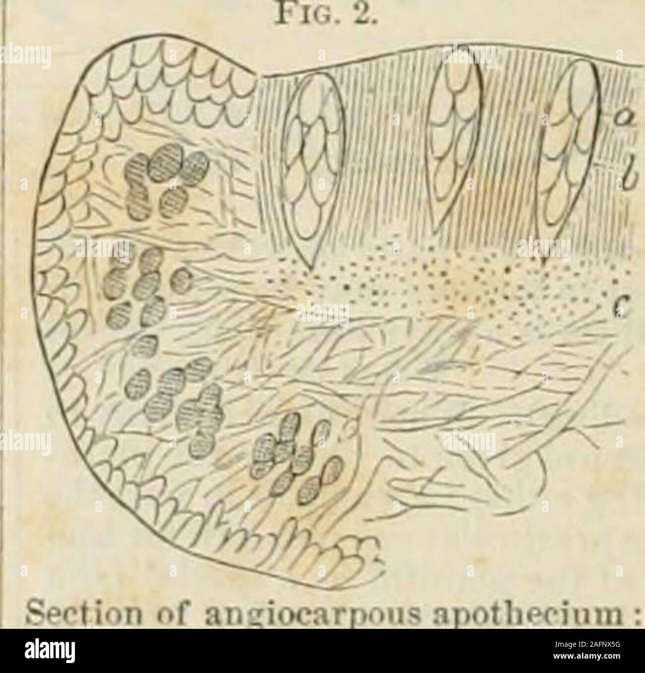 . Johnson's new universal cyclopaedia : a scientific and popular treasury of useful knowledge. it is attached to the substratum, and is there some-times veined {Pcltit/cra) or pitted and cyphellate {Sticta);and in crustaceous species often rests on a filamentary tissue{hjjpothalius). The cortical layer is especially modified, and the uieduMary fila-;(7T-&gt;t-  nients become lax or in-/{VK distinrt in Colhum and^/j^lllf-nj/^ allied genera. The go-yflljlj HI-/ nidia lie near the upper?v/,(j(y( 1,1 surface or encircle themedulla, or are some-times scattered through-out the tissue, and areeither Stock Photo