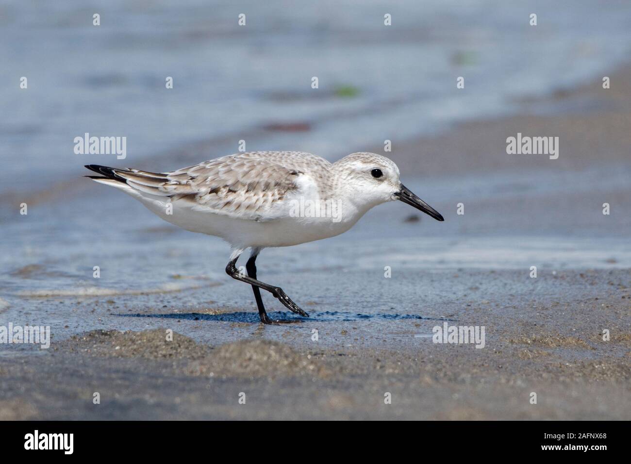 Sanderling (Calidris alba) bird during wintering migration in Punta Chame beach, Panama Stock Photo